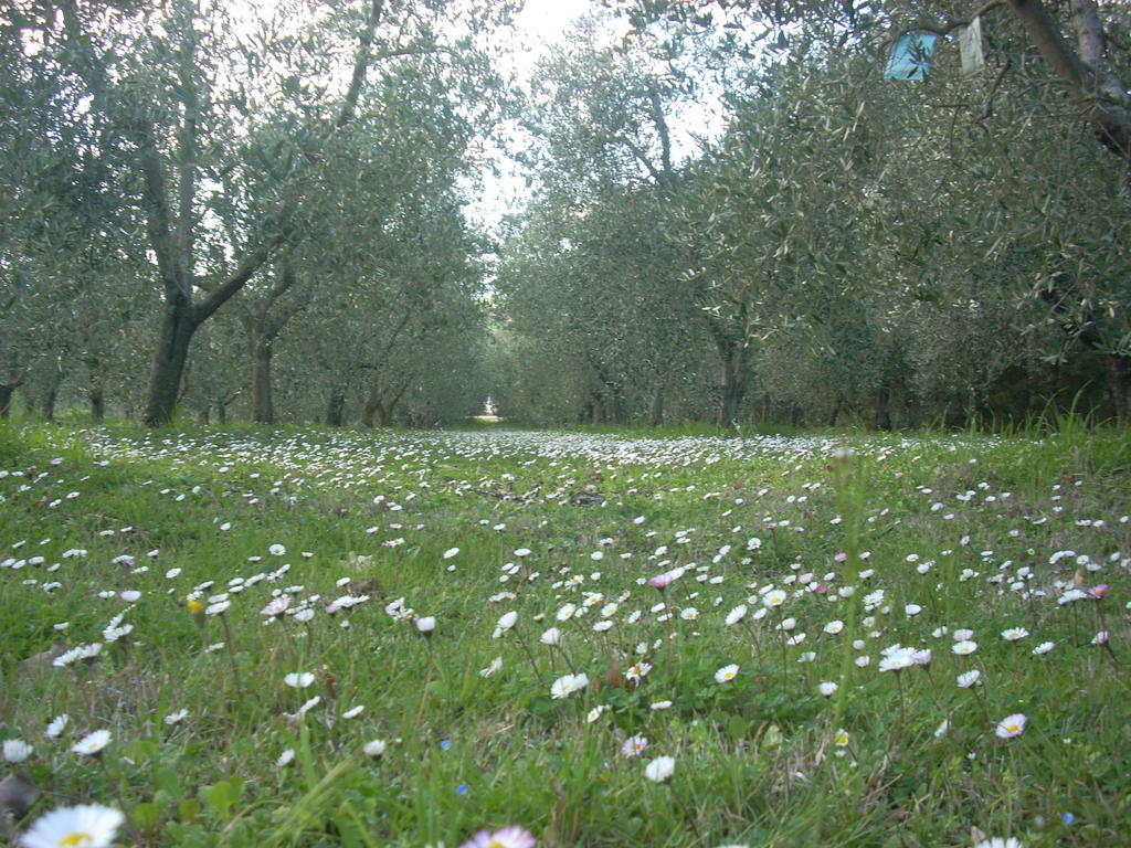 Residence Ai Campi Da Golf Saturnia Exteriör bild